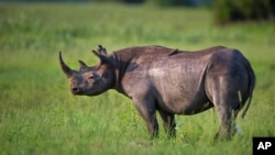 The Botswana government reported that 138 rhinos were slaughtered from 2018 to last year