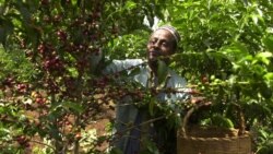Science in a Minute: Climate Change May Affect Production of Ethiopian Coffee