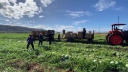 ພະນັກງານຂອງຟາມ ກໍາລັງພາກັນເກັບໝາກໂມ ເພື່ອກຽມສົ່ງຕະຫຼາດ, ຢູ່ທີ່ອາລຸນຟາມ, ໂຮໂນລູລູ, ຮາວາຍ.