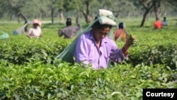A woman cuts tea leaves and collects them in an overhead leaf collector at a farm in Bhadrapur, Nepal. (Photo courtesy Suresh Mittal)
