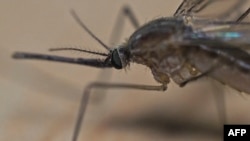 FRANCE-ANIMAL-INSECT-MOSQUITO