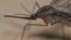 FRANCE-ANIMAL-INSECT-MOSQUITO