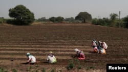 FILE - Women laborers work in a pearl millet field in Narayangaon, India, March 12, 2019.