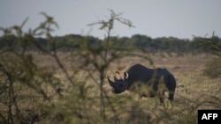 FILE - A black rhino is seen in Etosha National Park, Namibia, May 8, 2015.