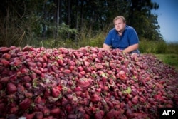 Braetop Berries strawberry farmer Aidan Young is seen before he destroys strawberries following the nationwide needle scare, on his farm in the Glass House Mountains in Queensland, Australia, Sept. 20, 2018.