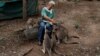 At Home with Australian Couple who Protected Baby Kangaroos from Fires