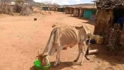 በሶማሌ ክልል ድርቅ የሞቱ እንስሳት ቁጥር 160 ሺሕ ደርሷል