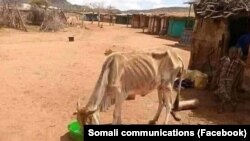 በሶማሌ ክልል በተከሰተው ድርቅ የሞቱ እንስሳት ቁጥር 160 ሺ መድረሱን ክልሉ አስታወቀ። 