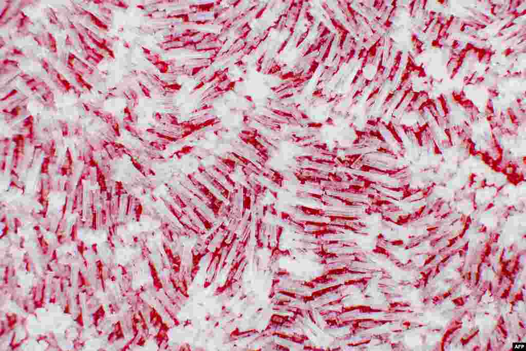 Kristal-kristal es tampak di atas atap sebuah mobil di Sehnde, dekat Hannover, Jerman yang sedang dilanda cuaca dingin.