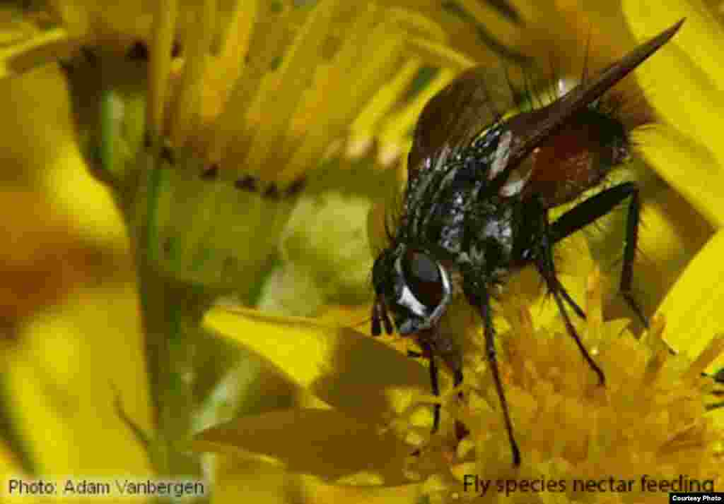 Flies forage widely across landscapes and may provide a substantial pollination service to wild plants and crops. Compared to bees, however, they are poorly studied. (Photo: Adam Vanbergen)