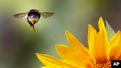 A bee flies over a sunflower on a field near Frankfurt, Germany, Aug. 30, 2016.