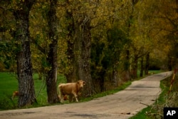 A caw crosses a countryside road on an autumn day in Riano, northern Spain, Saturday, Oct. 29, 2022. (AP Photo/Alvaro Barrientos).