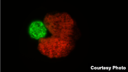 Ksenorobot, u obliku Pac-mana (crveno), dizajniran pomoću UI, pored matične ćelije u obliku lopte "potomstva" (zeleno) Credit: Douglas Blackiston and Sam Kriegman