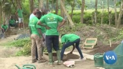 Des scientifiques ivoiriens sceptiques face à l'utilisation d'une plante antipaludique