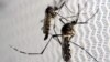 Experts: Zika Could Infect 93 Million in Americas