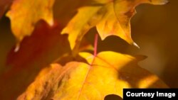 Plants have evolved defenses, like dropping their leaves, to adapt to cold, harsh climates. (Simon Uribe-Convers)