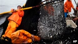 FILE - Fishermen work to unload a net full of anchovies during a fishing expedition in the Pacific Ocean, off the coast of El Callao, Peru, Nov. 22, 2012.