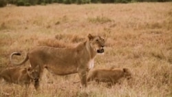 2020疫情为野生动物提供休养生息