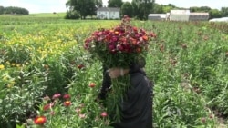 Hmong Farmers Drive Local Food Economy in Minnesota