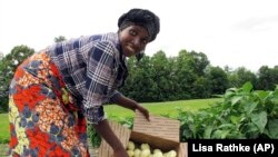 Janine Ndagijimana displays African eggplant also called bitter ball or garden egg, harvested from her field in Colchester, Vermont.