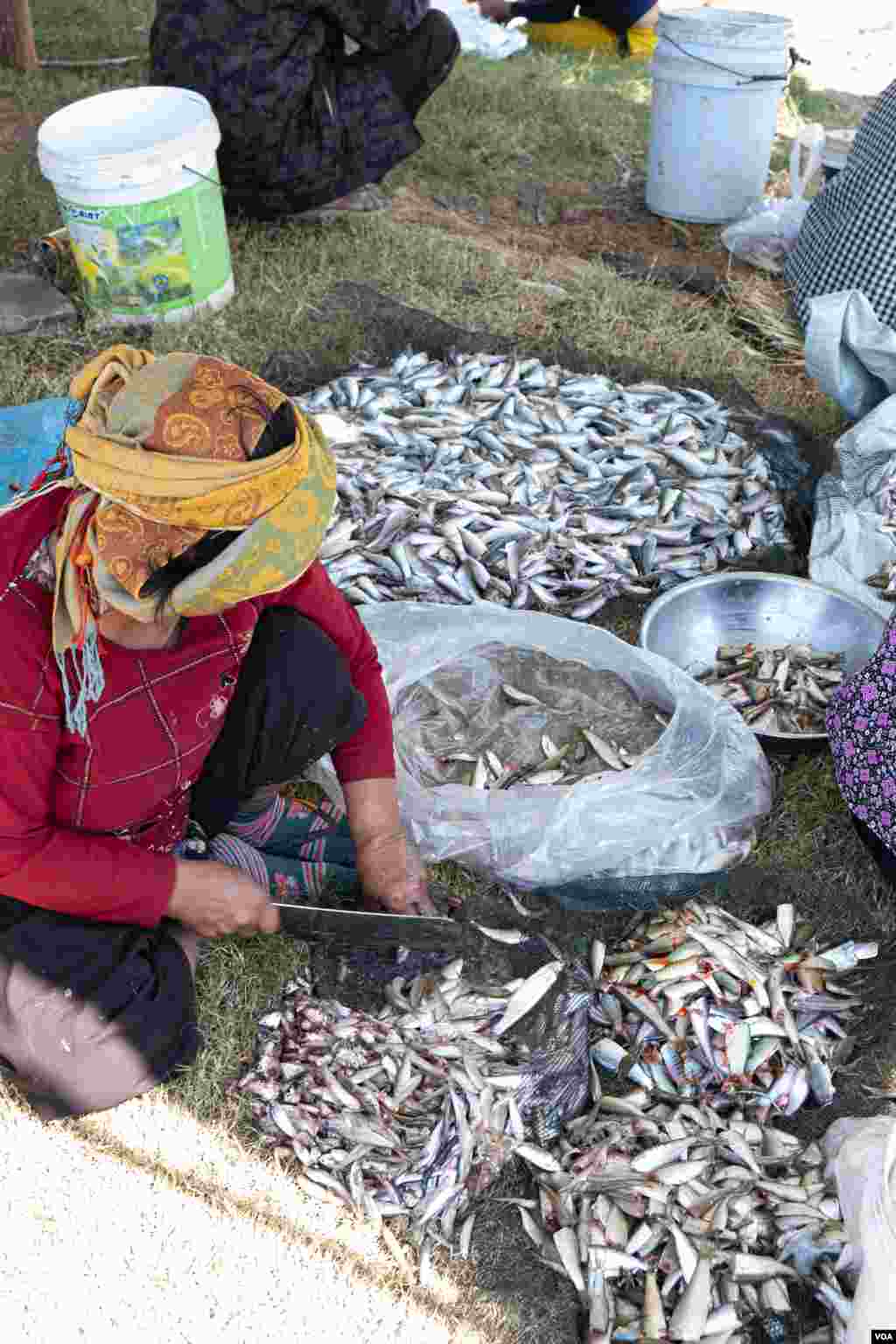 ស្រ្តី​ម្នាក់​កំពុង​ធ្វើកូន​ត្រី​យក​ទៅ​ធ្វើ​ប្រហុក​ផ្អកអំឡុង​ដើម​រដូវ​ប្រហុក​ ផ្អក​នៃ នៅ​ឃុំ​កំពង់លួង ស្រុក​ពញ្ញាឮ ខេត្ត​កណ្តាល​ កាលពី​ថ្ងៃសៅរ៍​ ទី​០៧ ខែធ្នូ ឆ្នាំ២០១៩។(ទុំ ម្លិះ/VOA)