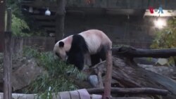 بے بے پانڈا چین کے لیے روانہ