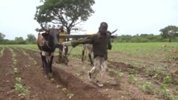 Au Mali, au moins 2 millions d’enfants travaillent