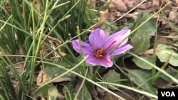 پنجمین کنفرانس ملی زعفران روز دوشنبه در کابل، برگزار شد