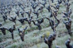 A picture shows frozen vines in the Luneau-Papin wine estate vineyard in Le Landreau, near Nantes, western France, on April 12, 2021, as temperatures fall below zero degrees celsius.