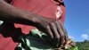 Zimbabwe Agriculture Struggles to Meet Demand