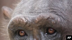 Study: Chimps Used in Medical Research Show Signs of Post-Traumatic Stress