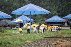 FILE - Public school students carry their own yellow umbrellas through a rice paddy dotted with giant blue umbrellas from the project by Christo in Japan's Sato River Valley, Oct. 9, 1991. (AP Photo/Mitsuhiko Sato)