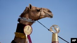 APTOPIX WCup Camel Pageant