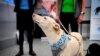 Helsinki: Coronavirus-sniffing Dogs Could Provide Safer Travel 