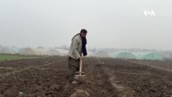 په ژمي کې تر پلاستیک لاندې د سبزیو کرکیله؛ کروندګر یې د ګټې څخه خوښ دي
