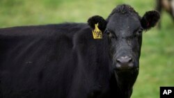 FILE - In this May 21, 2017 photo, a cow stands in a paddock on a farm near Invercargill, New Zealand. 