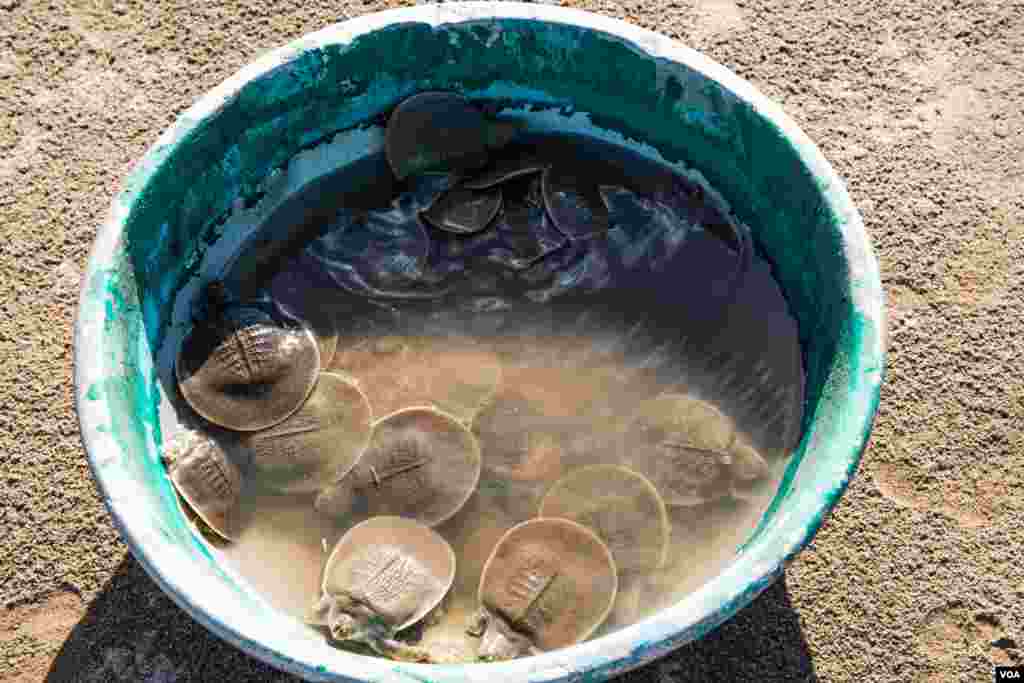 A baby Giant Cantor Soft-shell Turtle (Pelochelys cantorii), 10-months old, is readied to be released back into the river after being kept at the Mekong Turtle Conservation Centre in Kratie province, on November 25, 2016. (Khan Sokummono/VOA)