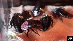 Kecoak Madagascar yang dihiasi kristal Swarovski, dijual sebagai perhiasan seharga $80 di peragaan busana Jared Gold's Czarina Spring 2008 di Los Angeles, 14 Maret 2008. (Foto: AP)