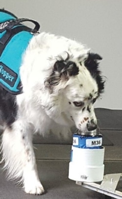 Topper smelling Parkinson’s disease. (Courtesy - PADs for Parkinson’s)