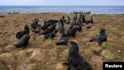 Fur seals rest along the northern shore in St. George, Alaska, U.S., May 22, 2021. Hundreds of thousands of fur seals spend their summer on St. George each year. Picture taken on drone May 22, 2021. REUTERS/Nathan Howard