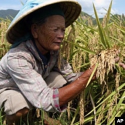 A Chinese farmer checks hybrid rice at a test field in Tiandu county, Sanya, in south China's Hainan province (File)