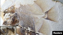 A new piranha-like fish fossil from Jurassic seas with sharp, pointed teeth that probably fed on the fins of other fishes, discovered in southern Germany from the time of dinosaurs and from the same deposits that contained Archaeopteryx, is seen in this i