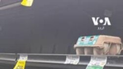 امریکہ میں انڈے کیوں نایاب ہو گئے؟