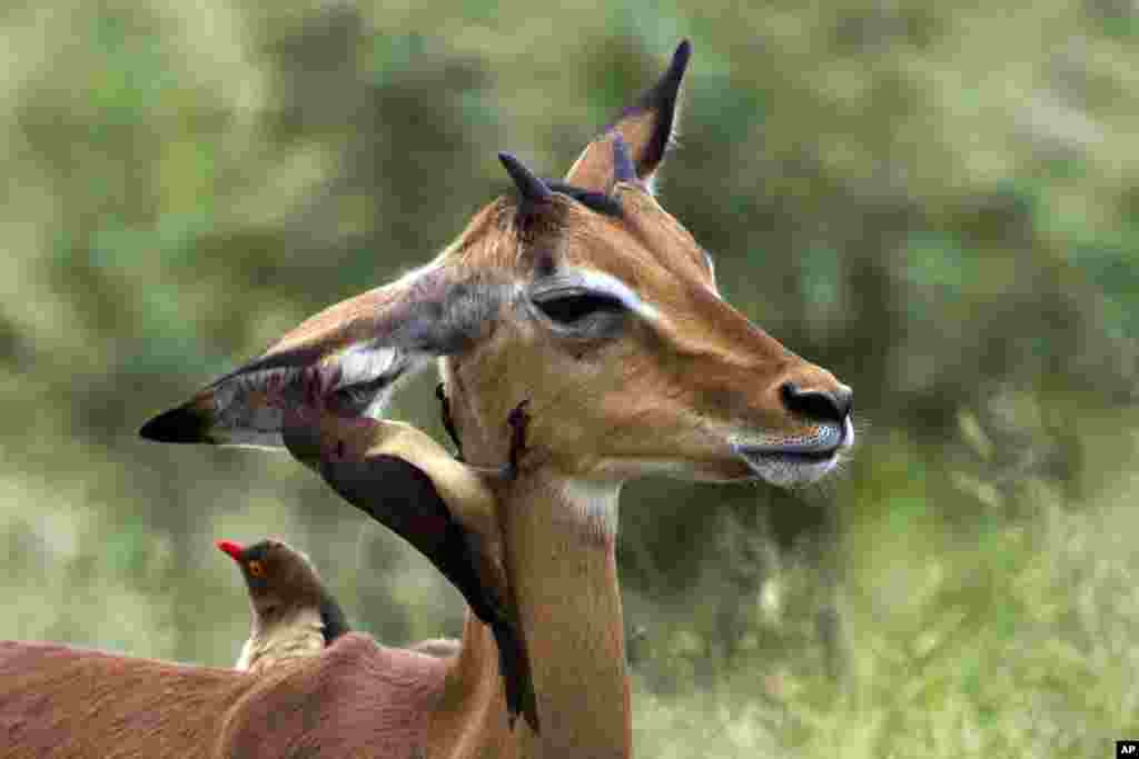 An oxpecker bird picks the ear of an impala in Kruger National Park, South Africa. Oxpeckers feed on insects and ticks on giraffes, impalas and other wild animals.
