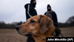 Harvest plays off-leash during designated free-roaming hours in Brooklyn's Prospect Park. (AP Photo/John Minchillo)