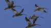 Migrating Birds Can't Find Their Way Home
