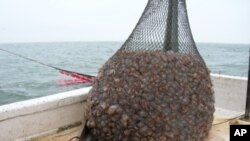 Jellyball fishing - catching jellyfish - is Georgia’s third largest commercial fishery - after shrimp and crabs.