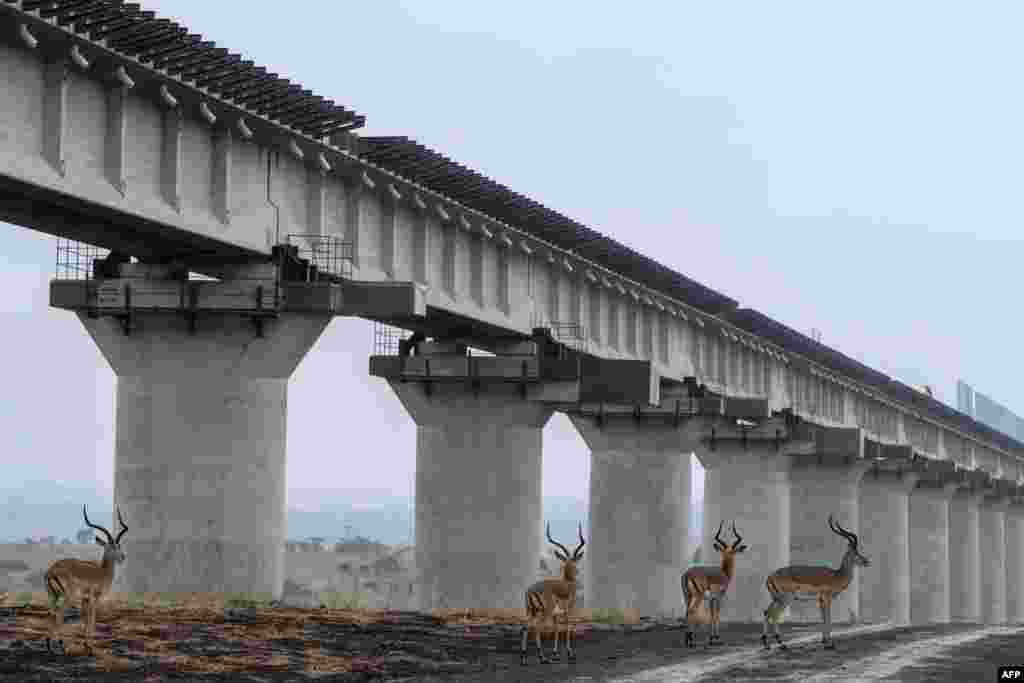 Impalas walk near the elevated railway that allows movement of animals below the tracks at the construction site of Standard Gauge Railway (SGR) in Nairobi National Park, Kenya.