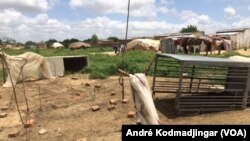 La zone des éleveurs nomades installés sur le périmètre urbain de N'Djamena, le 2 septembre 2017. (VOA/André Kodmadjingar)