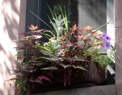 Chose plants with different structures. Place tall plants in the back. This window box is in part shade. (Undated Photo by Brooklyn Botanic Garden via AP)